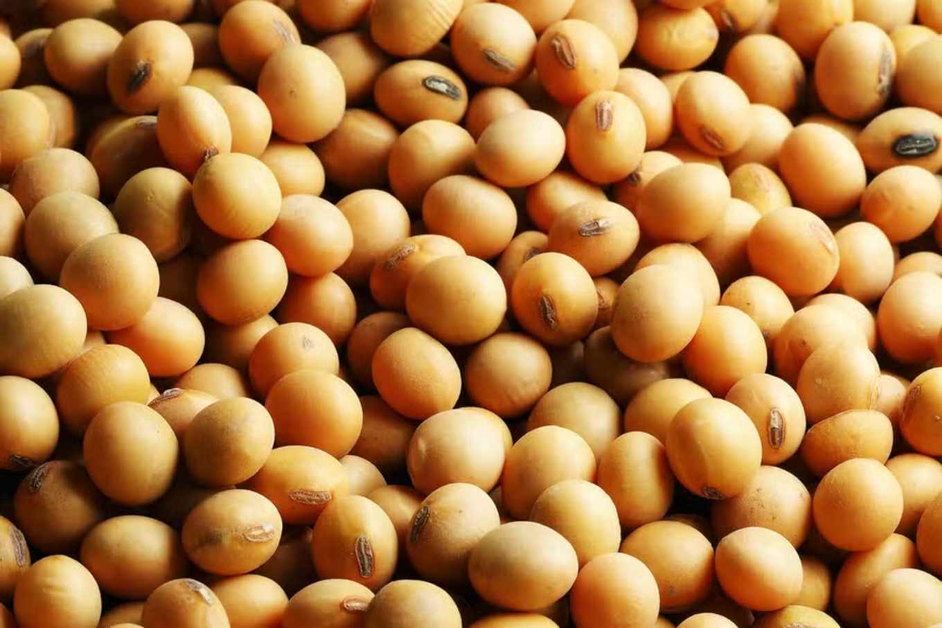 Abiove Predicts a 9.4% Increase in Brazil’s Soybean Production in 2025