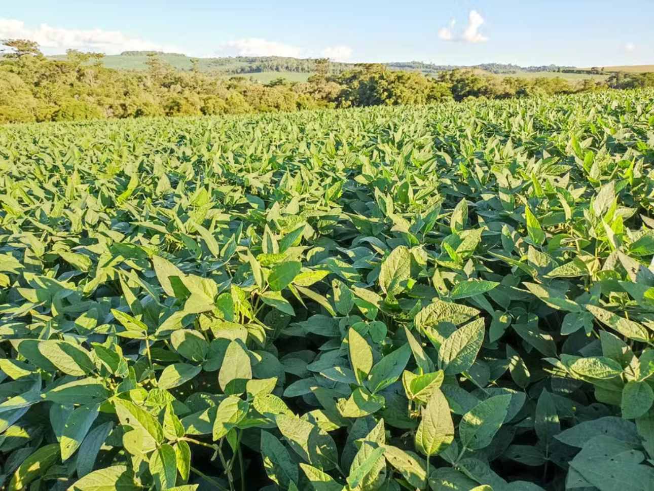 Asian Rust Puts Soybean Producers in Paraná on Alert