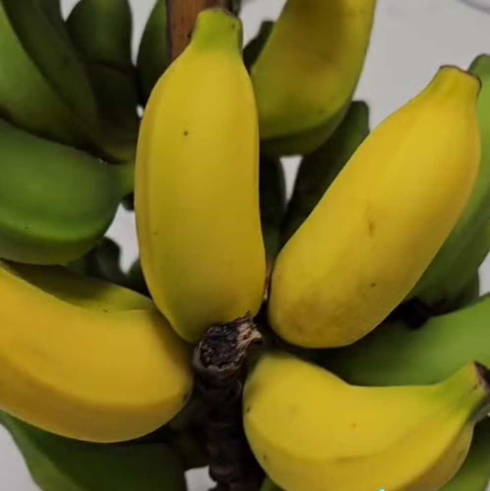 Banana-Ouro