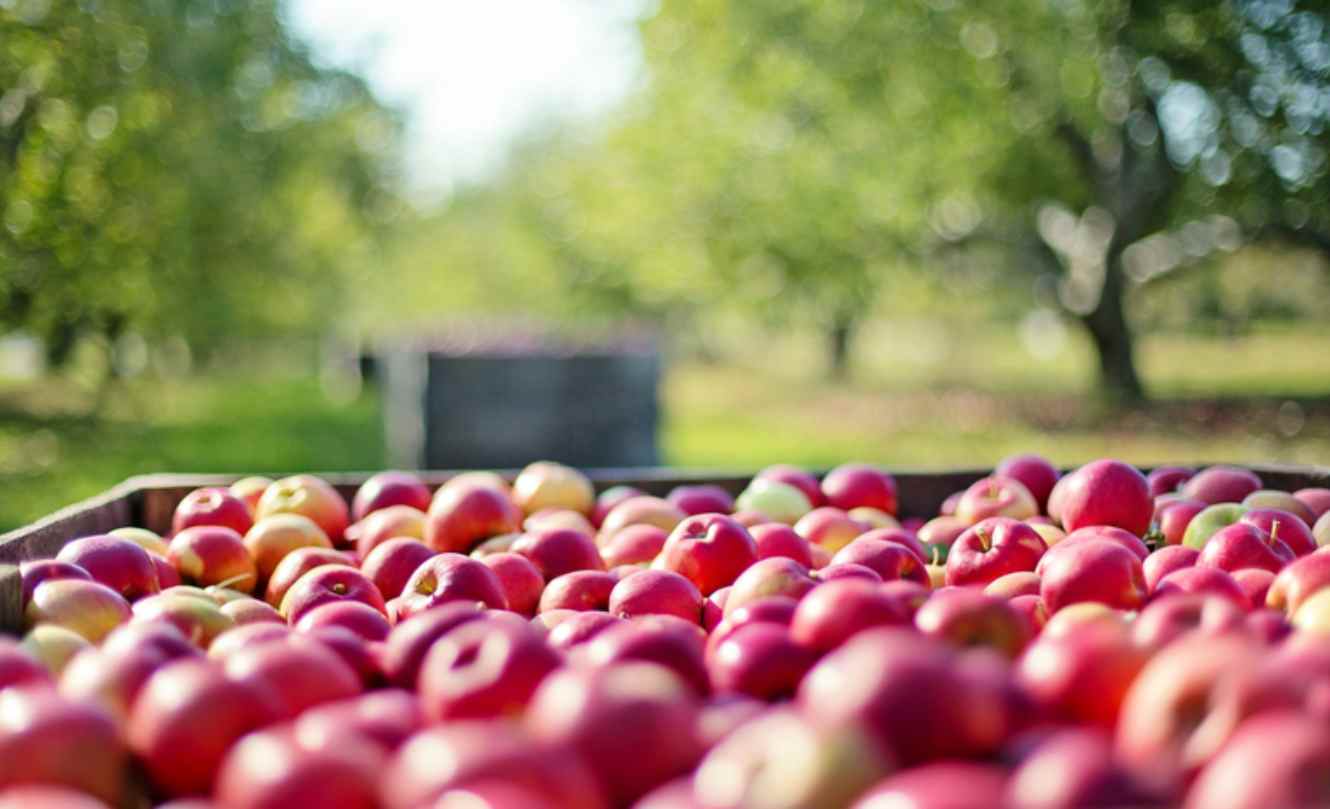 Peru Opens Market for Brazilian Apples, Expanding Agricultural Exports