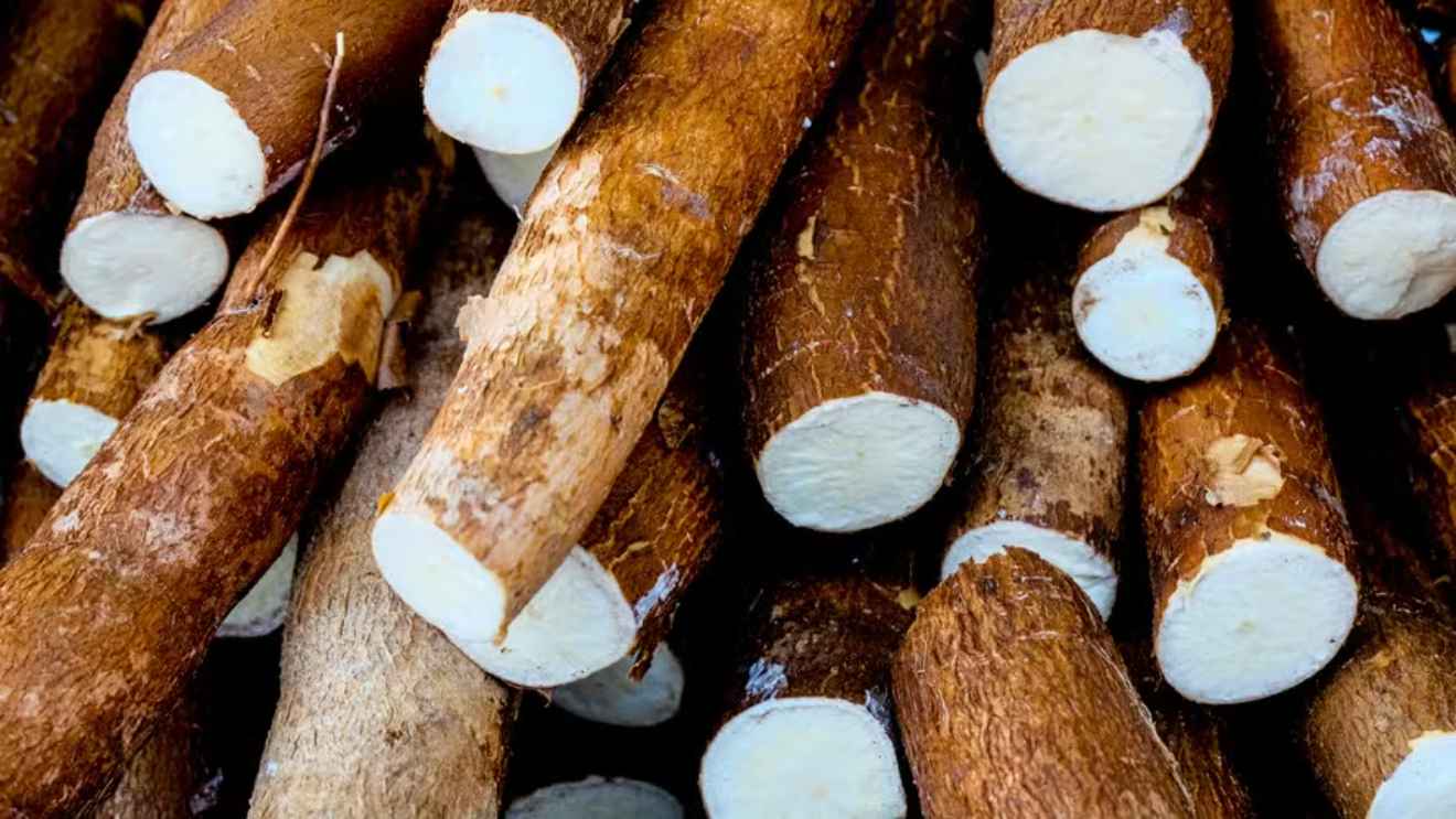 Cassava Prices Rise 60% Since May