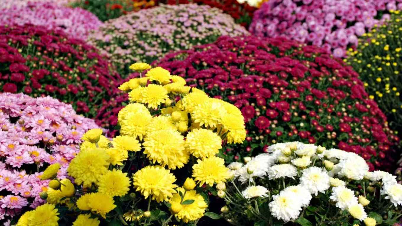 Why is the Chrysanthemum the Flower of the Day of the Dead?