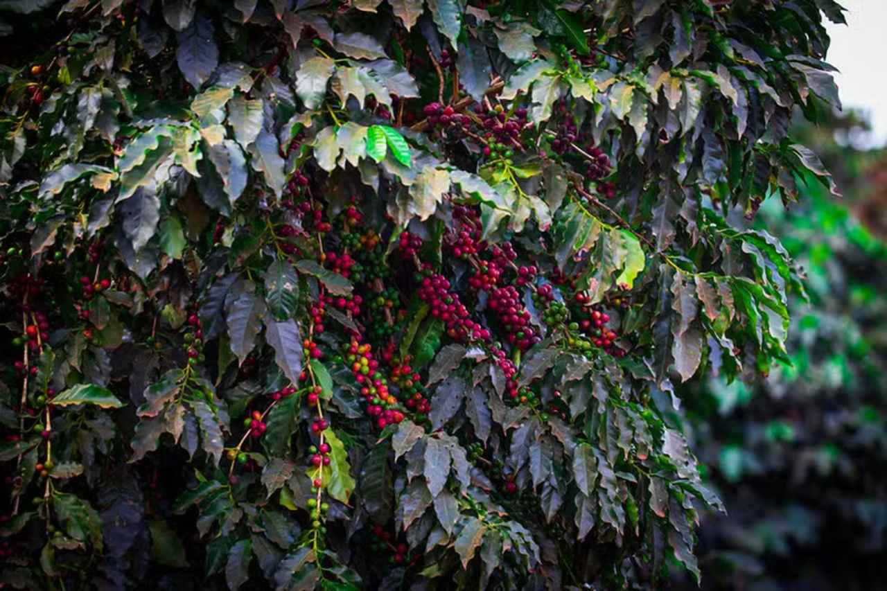 Cresol Reports Accelerated Growth in Coffee Sector Credit Demand