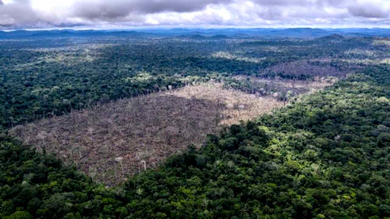 What is Net Zero Deforestation?