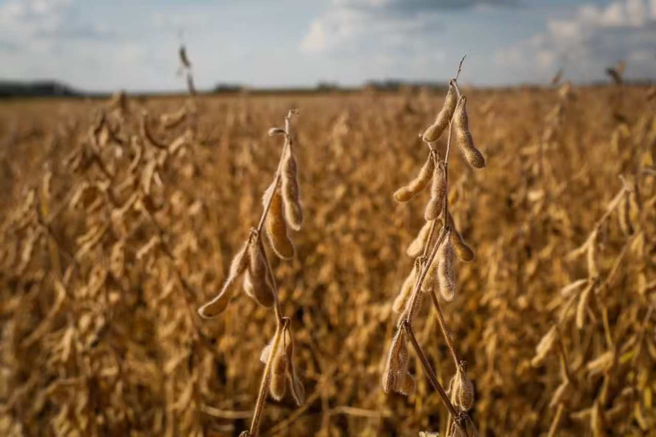 Grupo Terra Fértil in Mato Grosso Files for Judicial Recovery