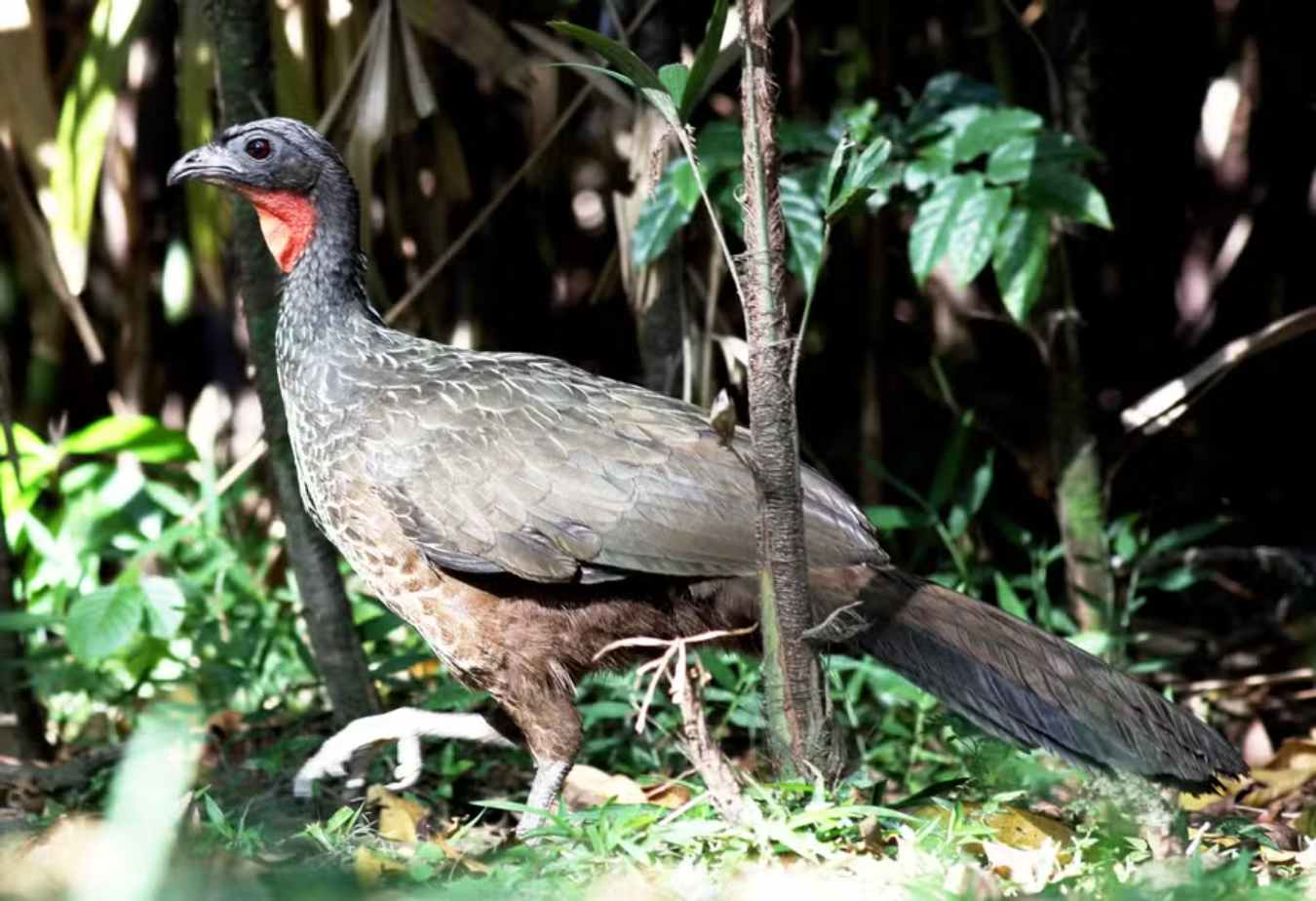 Jacu Bird Coffee: The Unique Brew Fetching Up to R$ 34,000 per Sack