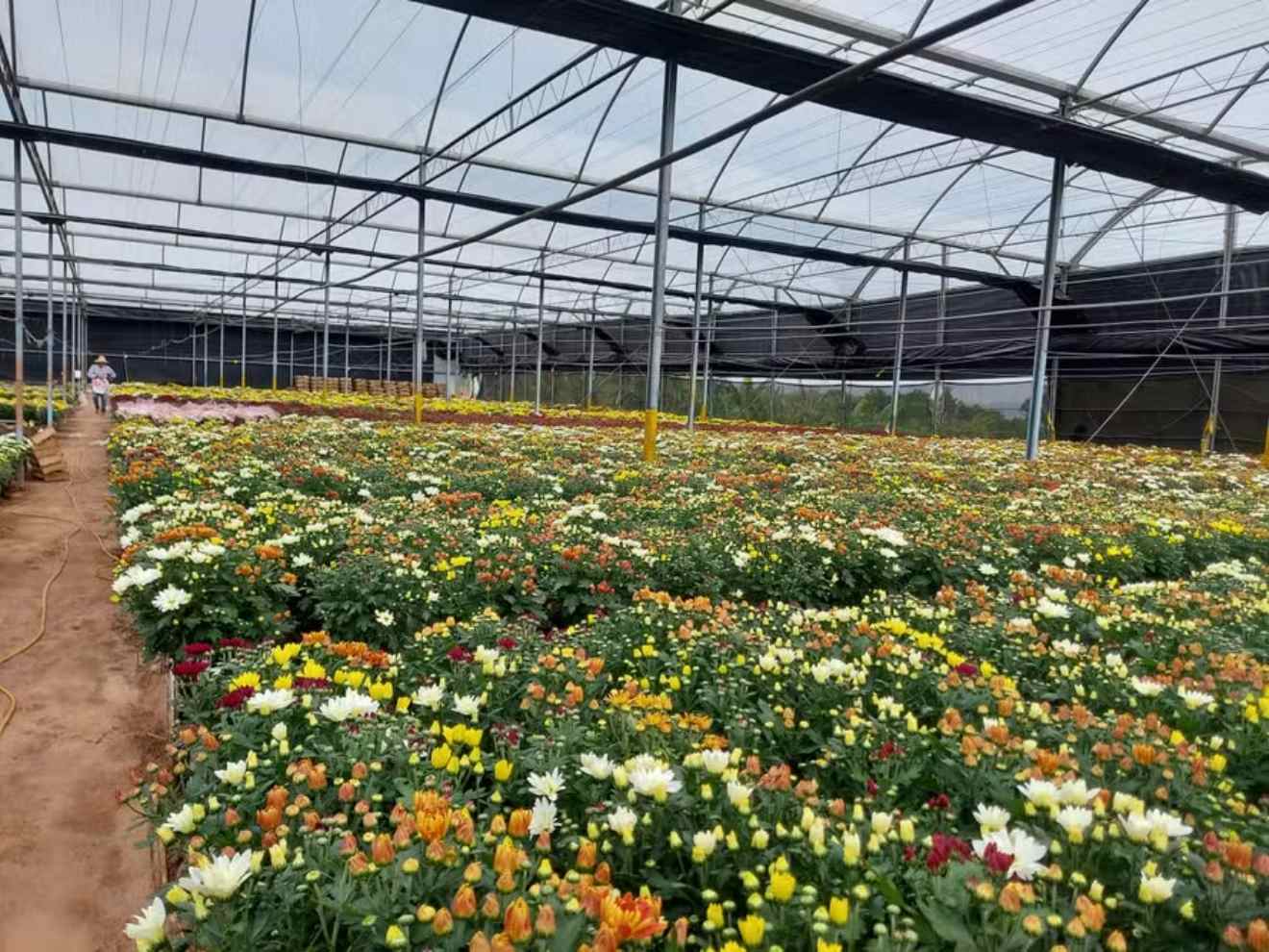 Holambra (SP) : Brazil’s Flower Hub Attracts Producers Nationwide