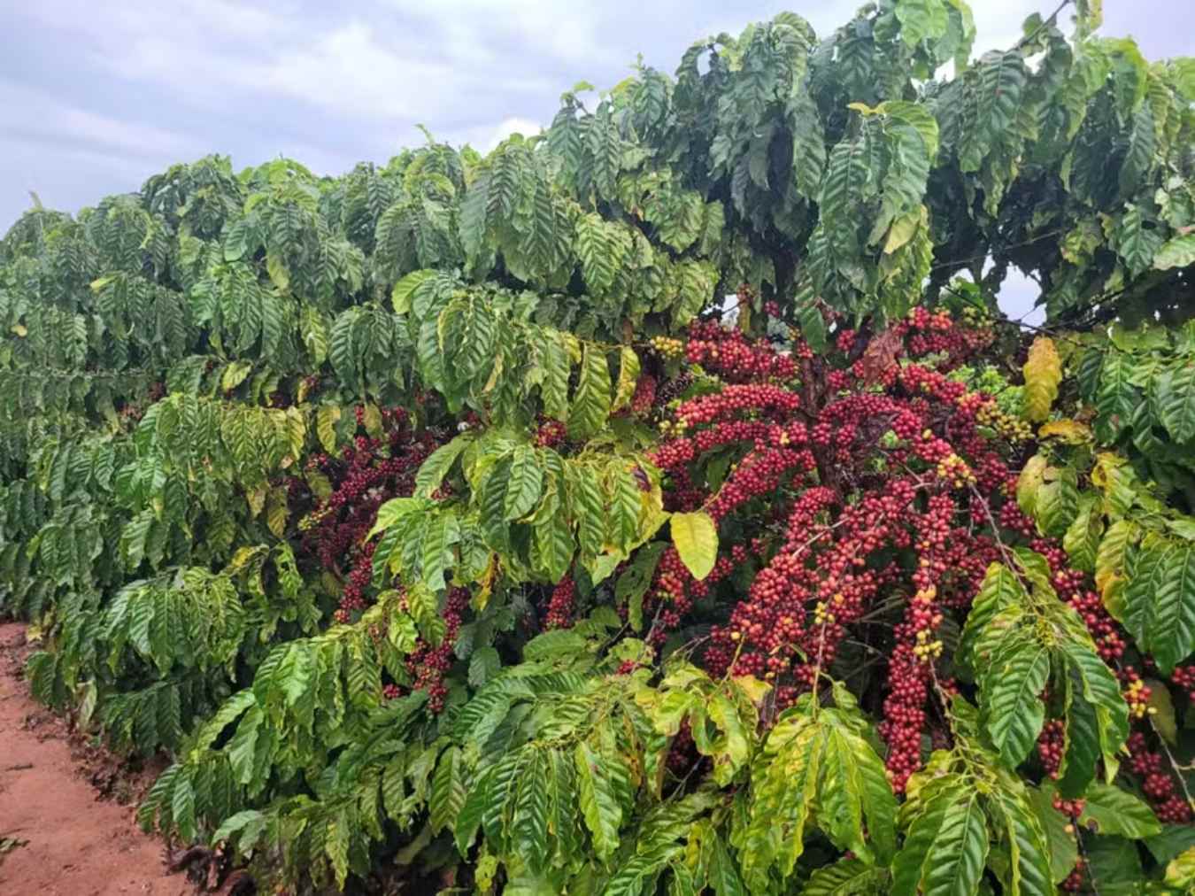 Program Aims to Restore Degraded Areas with Canephora Coffee Cultivation in SP