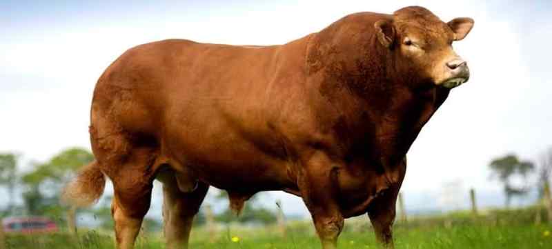 Limousin