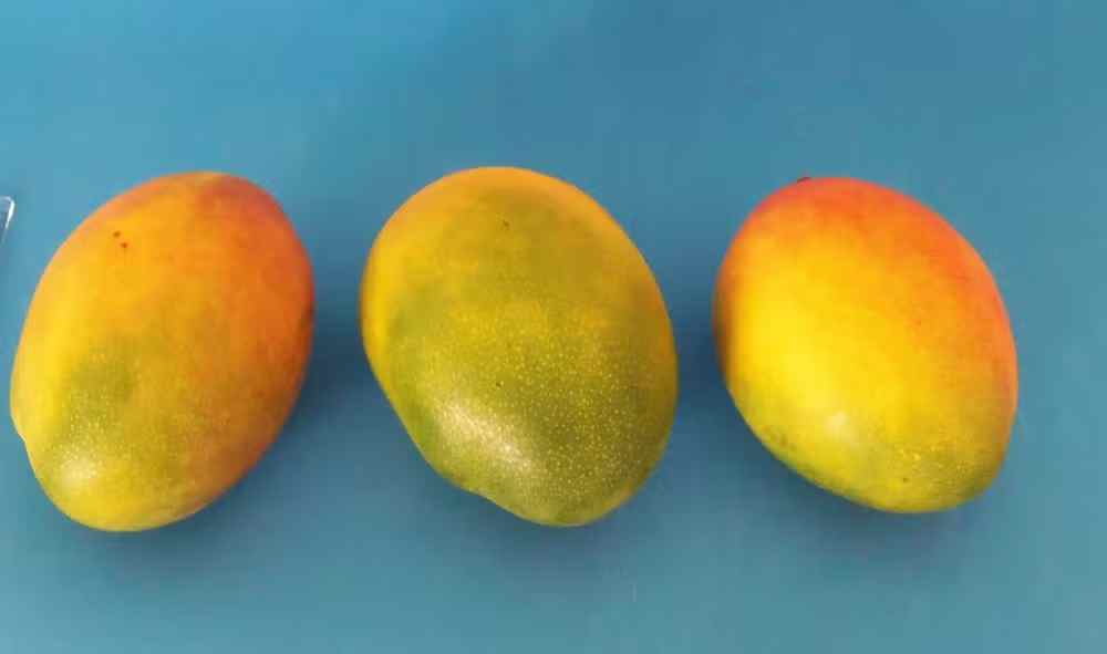 Mango Keitt