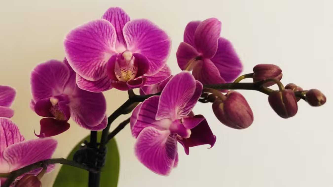 Orchid Fertilizer: Types and the Best Option for Blooming