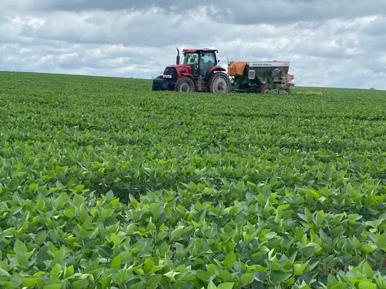 Soybean Planting Reaches 40% of Area in Rio Grande do Sul