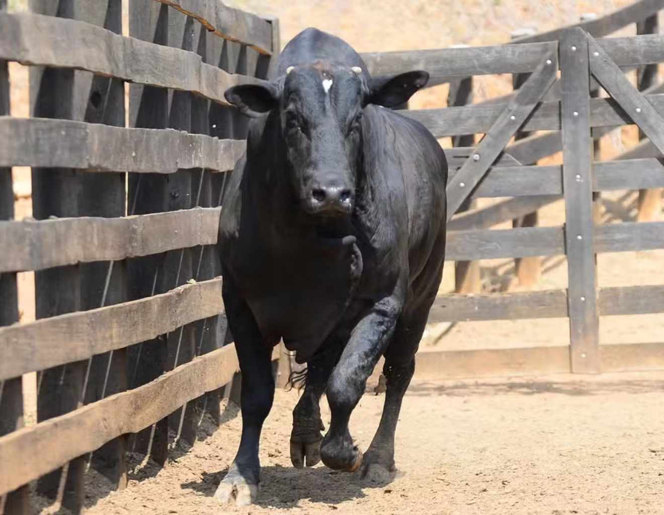 Meet Mandraque, Rodeo Bull Sold for R$ 712,000 in SP