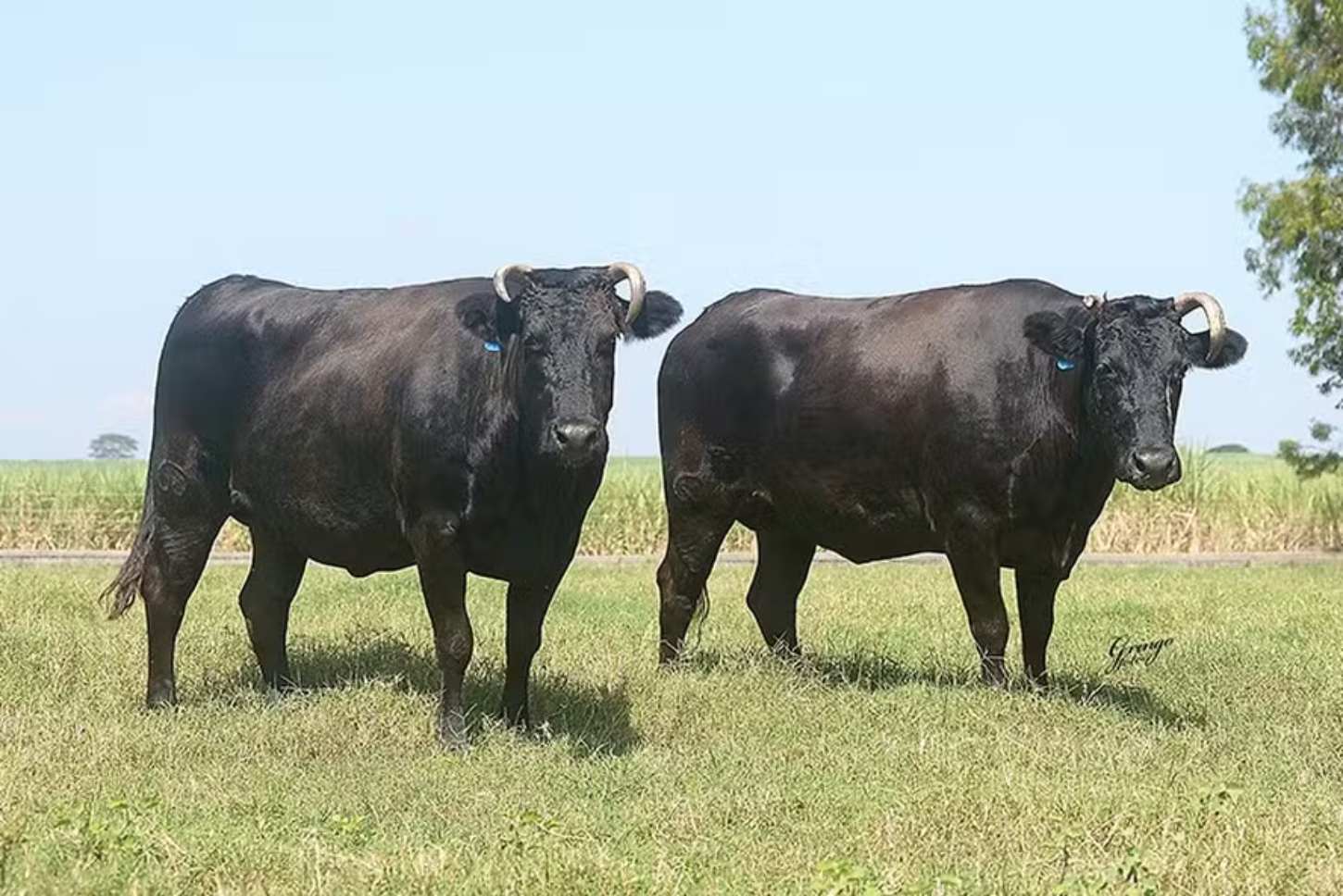 Wagyu: The Breed Behind the World’s Most Expensive Meat