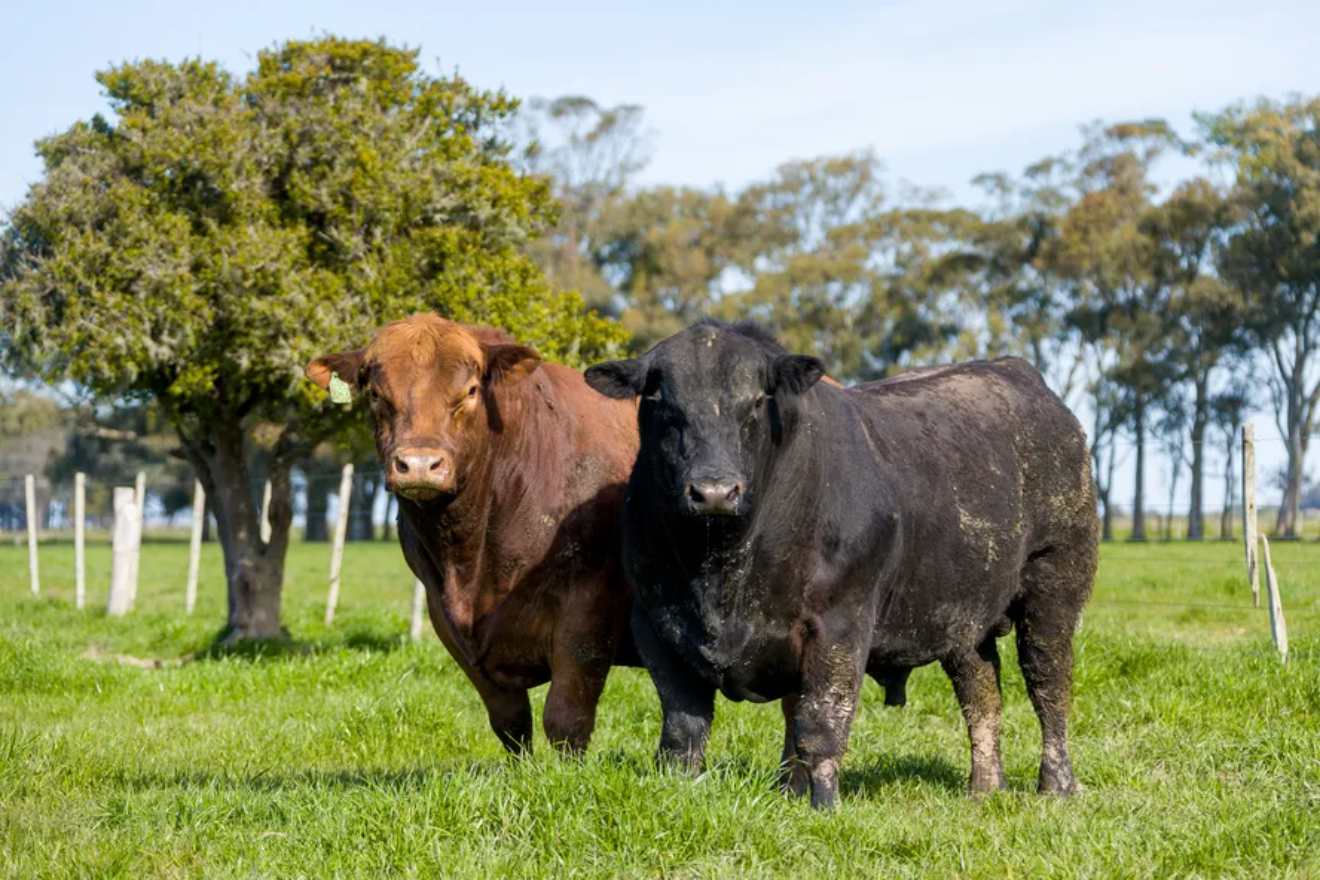 Angus Cattle: Characteristics of the Renowned Beef Breed