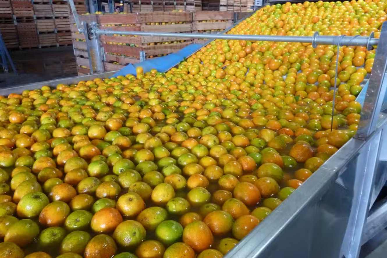 Bahia to Offer Incentives to Attract Orange Juice Processing Companies