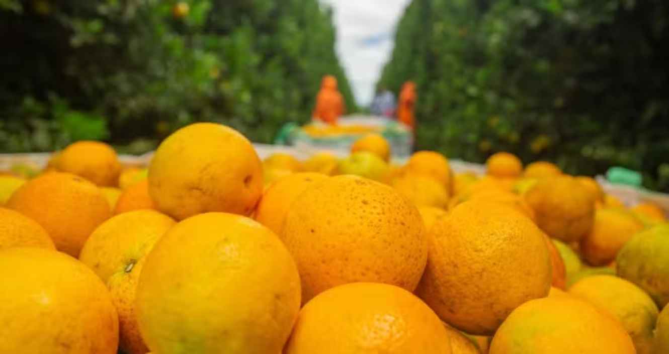 Climate and Market Boost Orange Farming Expansion in Bahia