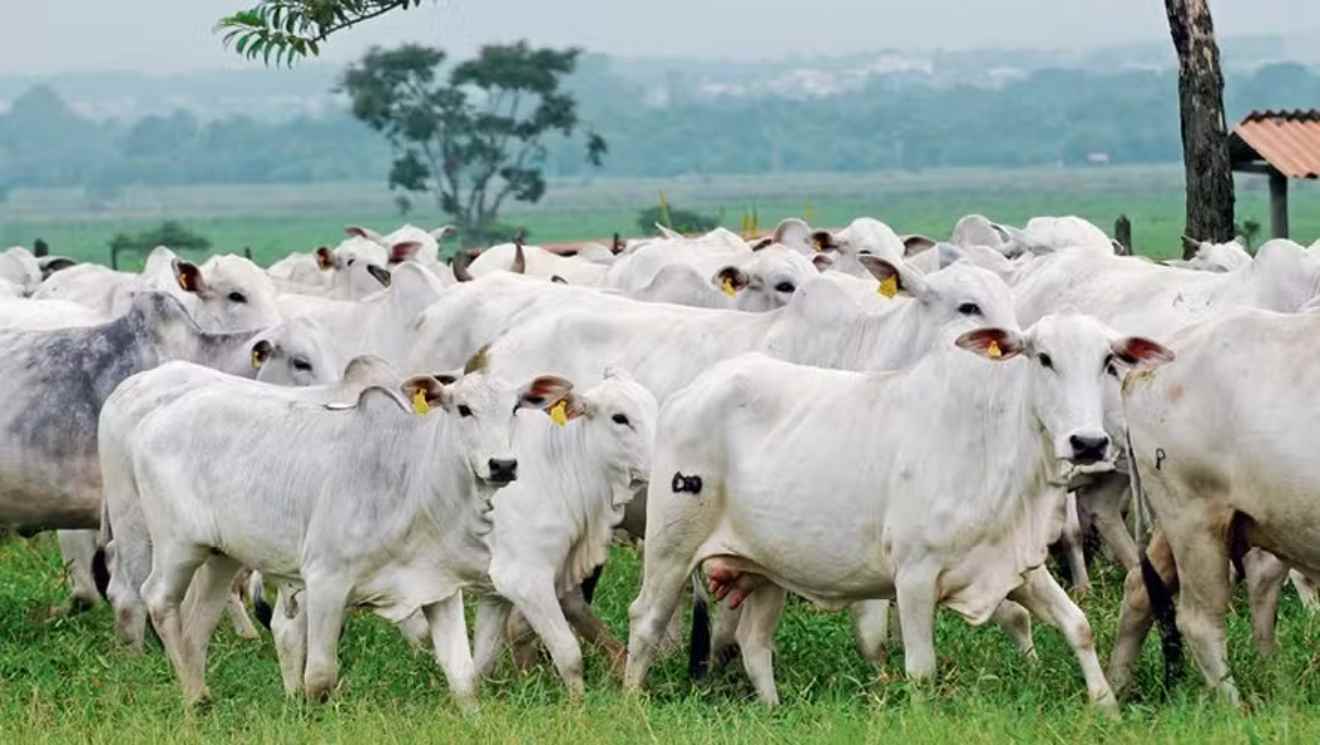 Brazil’s Beef Exports Expected to Remain Strong Despite Lower Supply and China’s Economic Slowdown