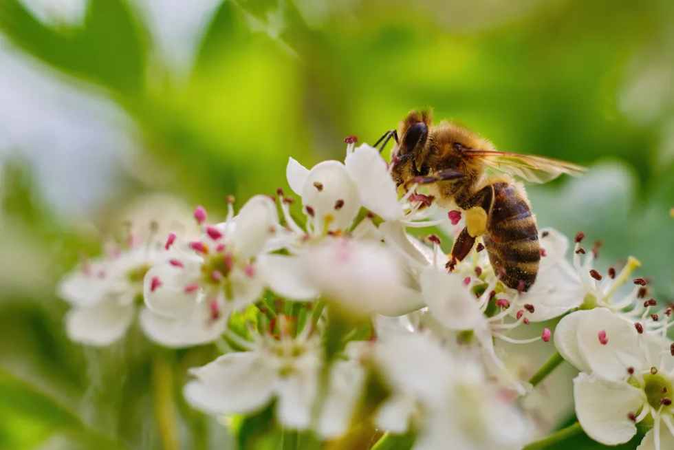 Bees are important pollinators