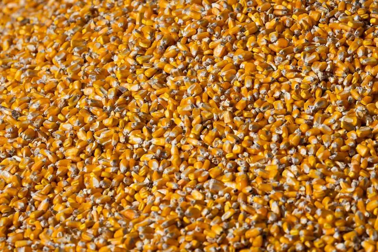 Corn Prices Continue to Rise in Domestic Market