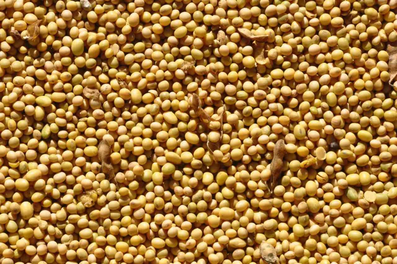 Soybean Prices in Brazil Reach Highest Level of 2024