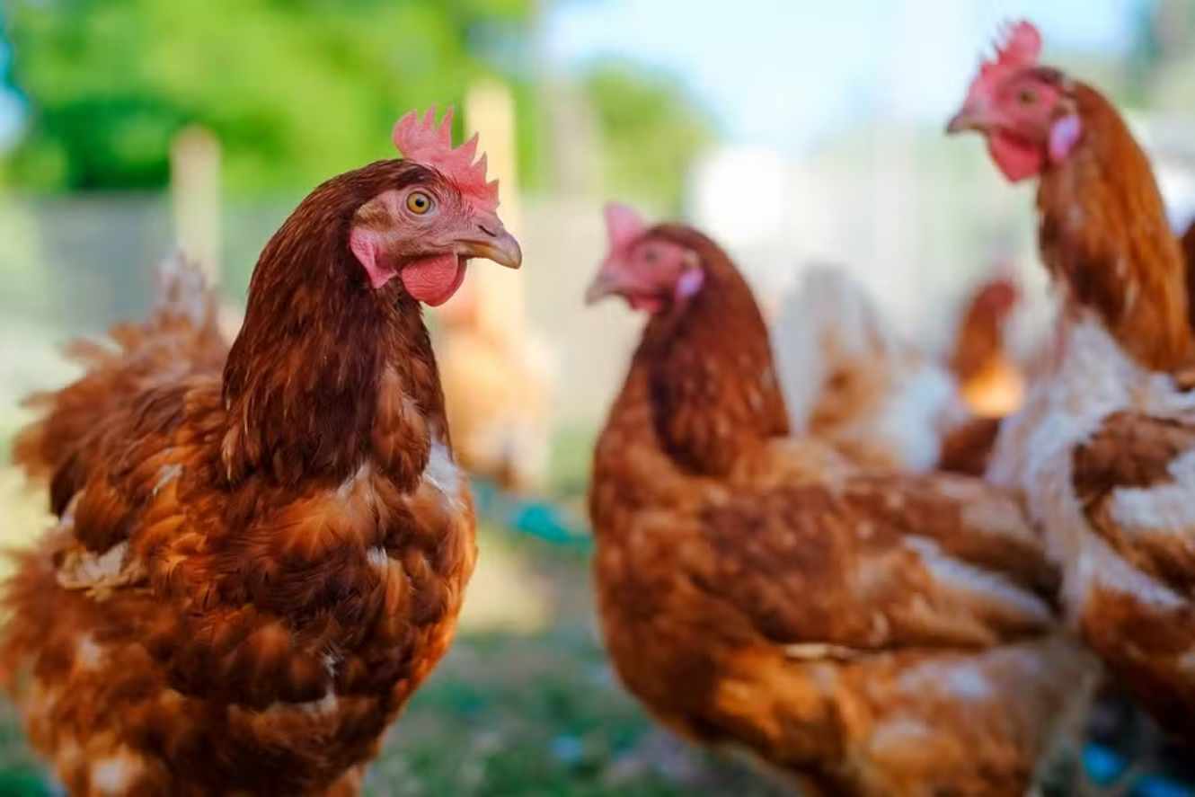 Of 58 Companies in Latin America, Five Use 100% Cage-Free Eggs