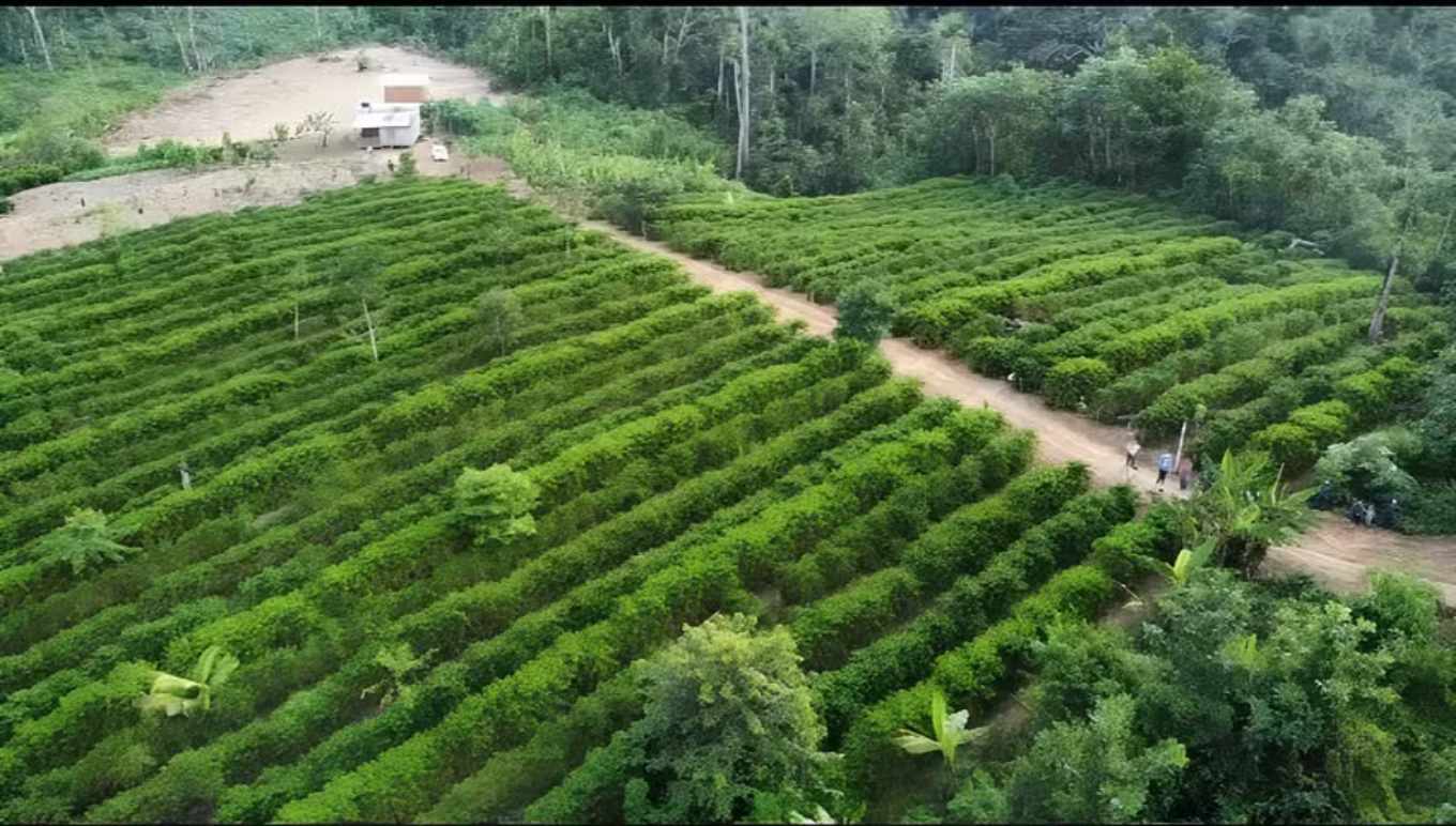 Coffee Sector Seeks Technology to Comply with Anti-Deforestation Law