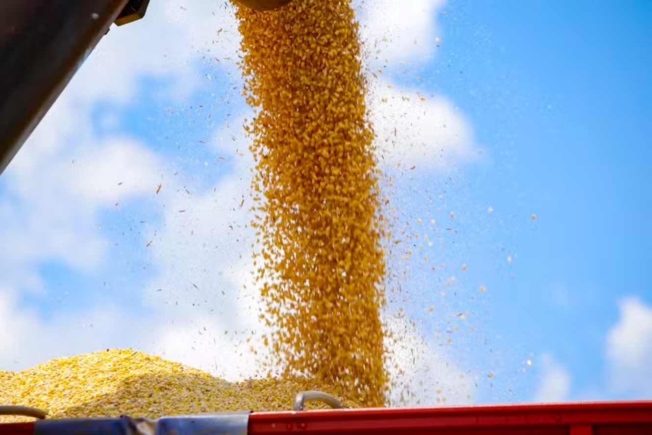 Corn Prices Rise in Brazil; B3 Indicates Values Above R$ 70 per Sack