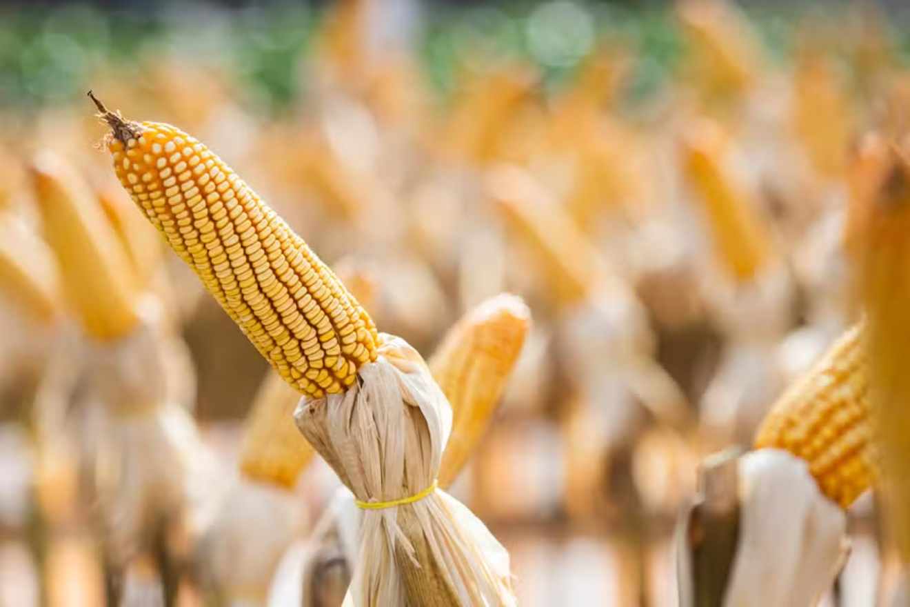 Corn Prices Hit Yearly Highs