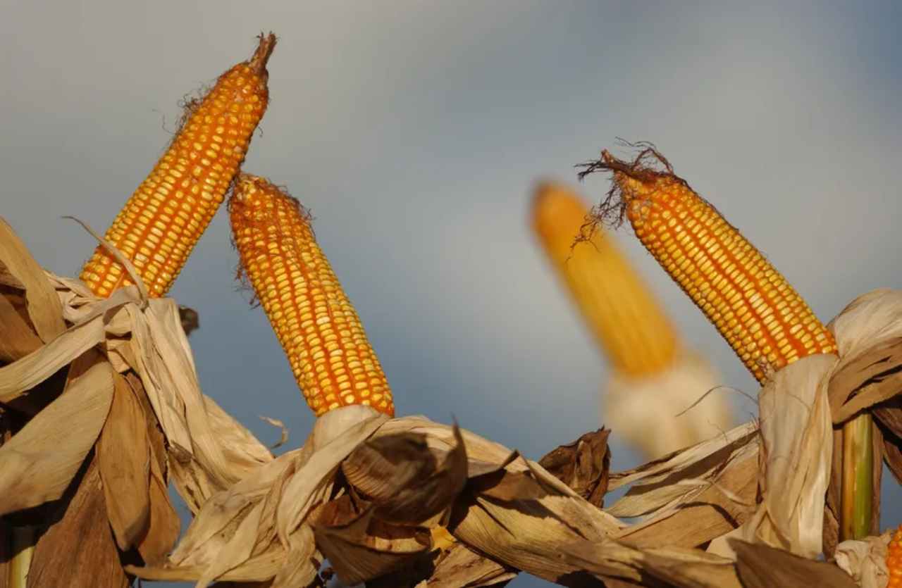 Global Production Rises, and Brazil’s Corn Loses Ground in the International Market