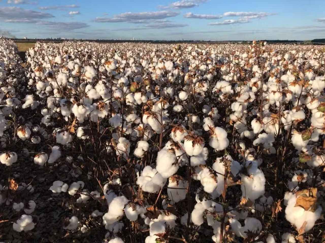 Cotton Prices Show Recovery in Early November with Record Export Volumes