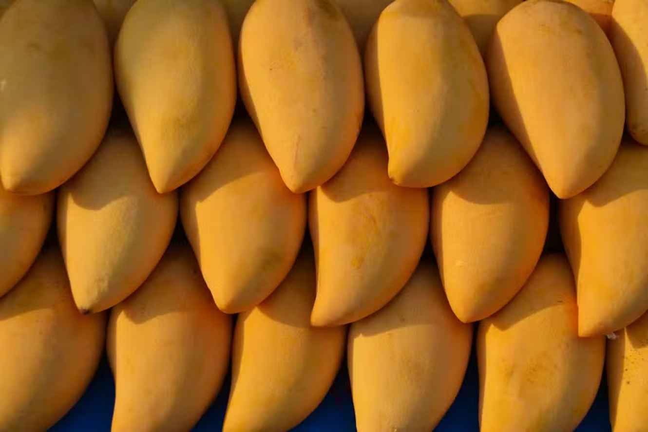 The Most Common Mango Varieties in Brazil