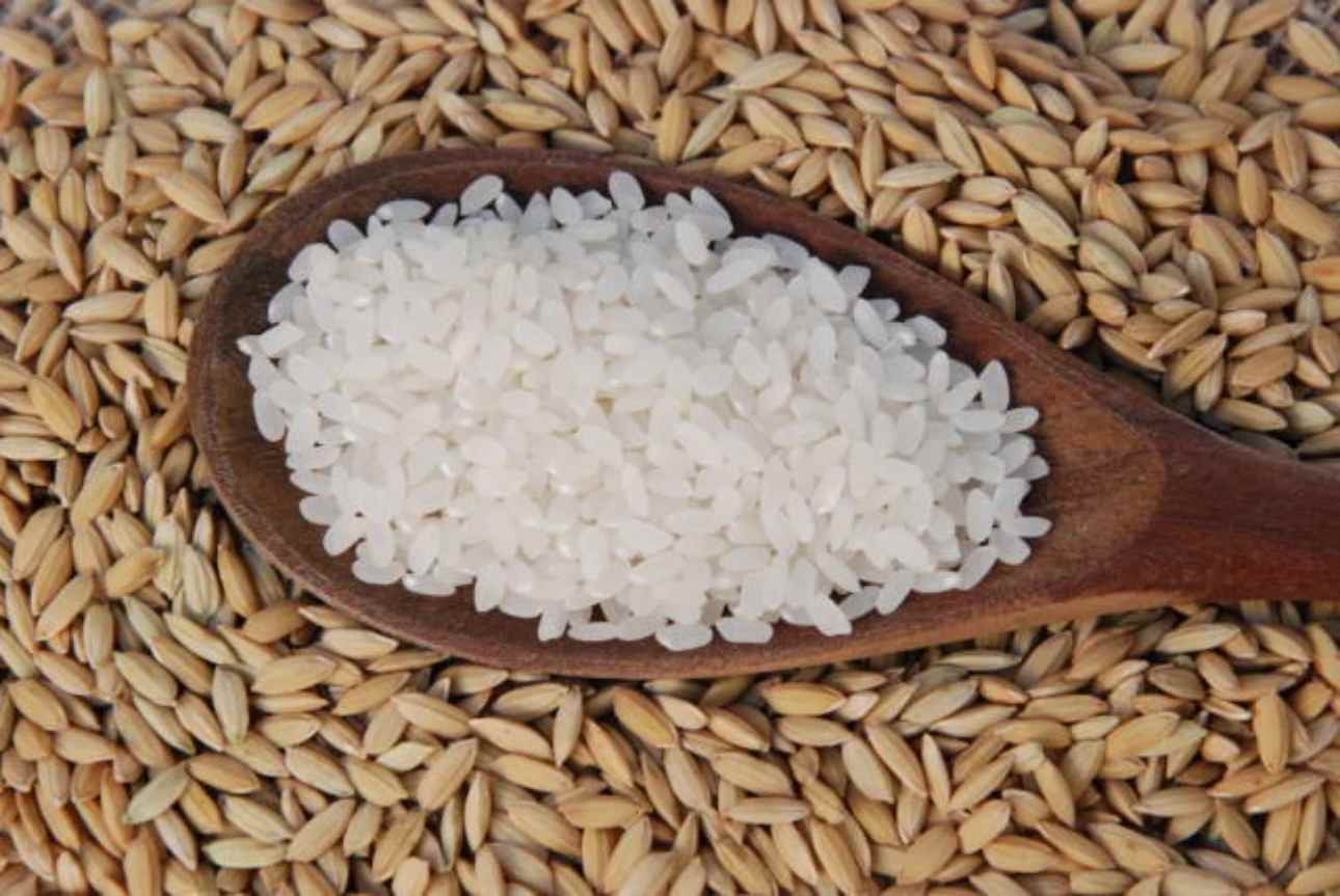 India’s Fragility Opens Market for Brazilian Rice in Southeast Asia