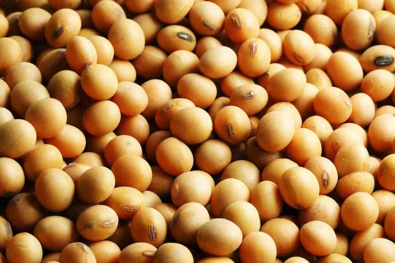 Brazil Soybean Price – Monthly average prices for October of 2024