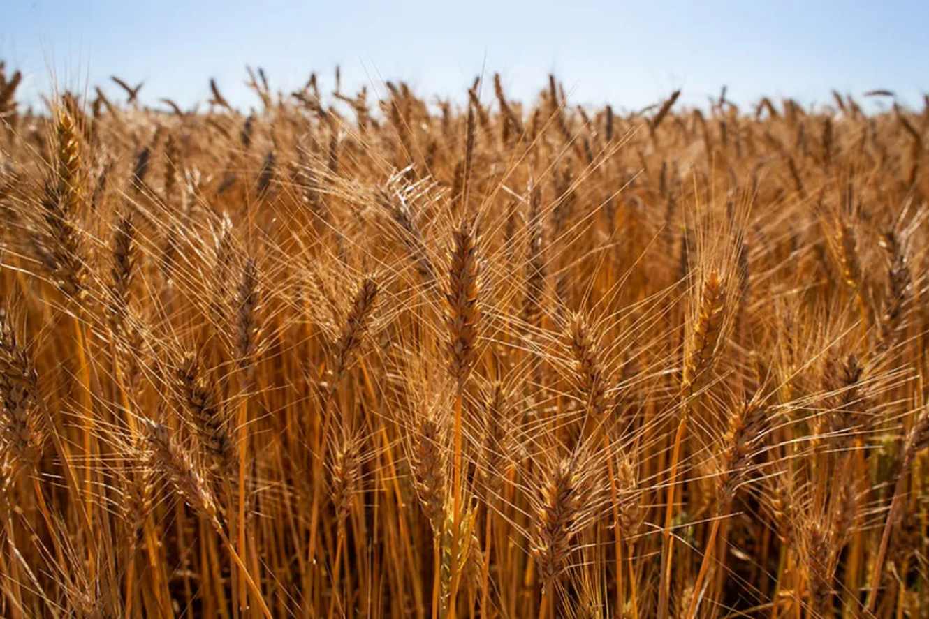 Brazilian Wheat Production Set to Decline Due to Weather Issues