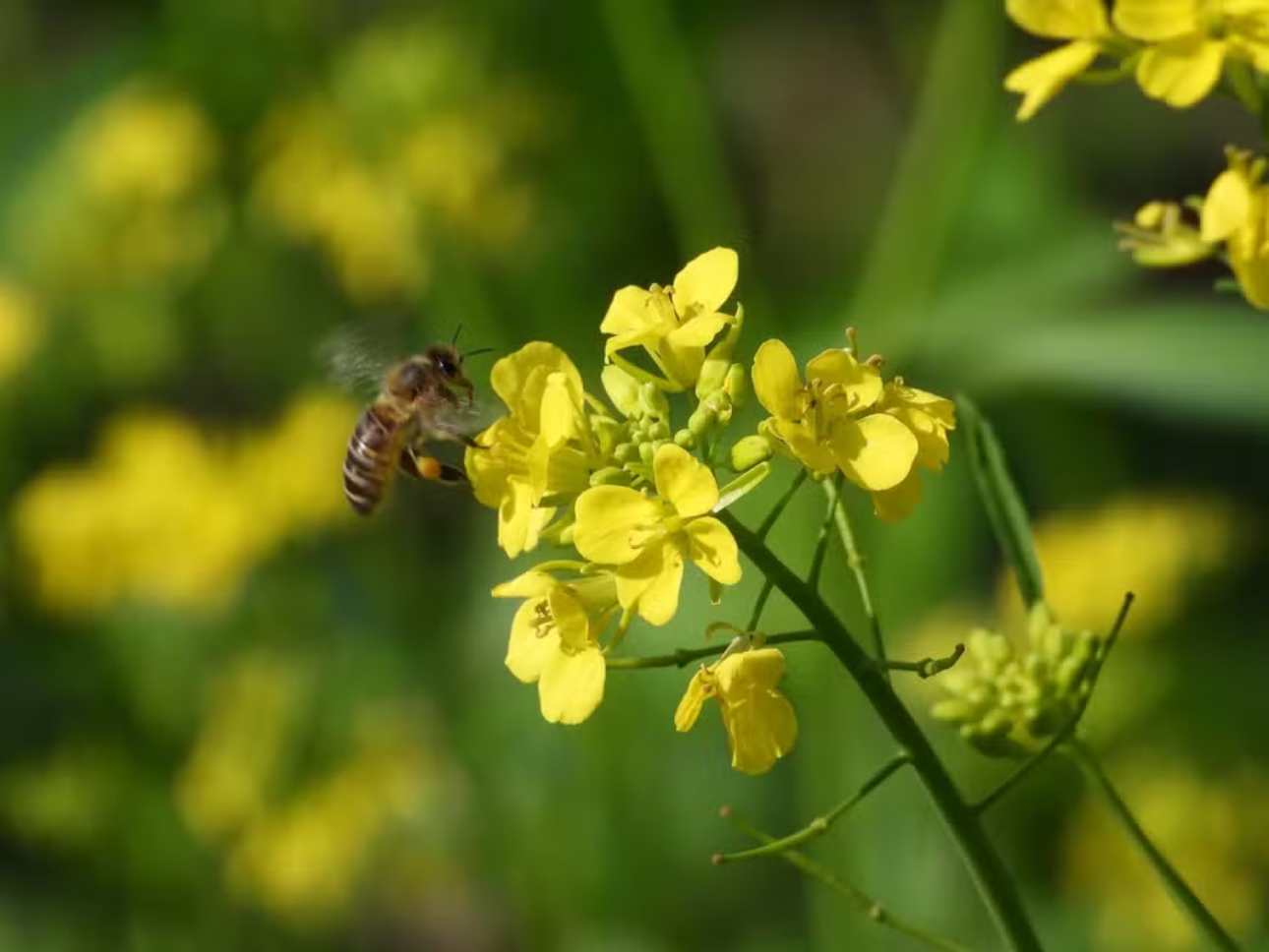 Canola Cultivation Surges in Brazil