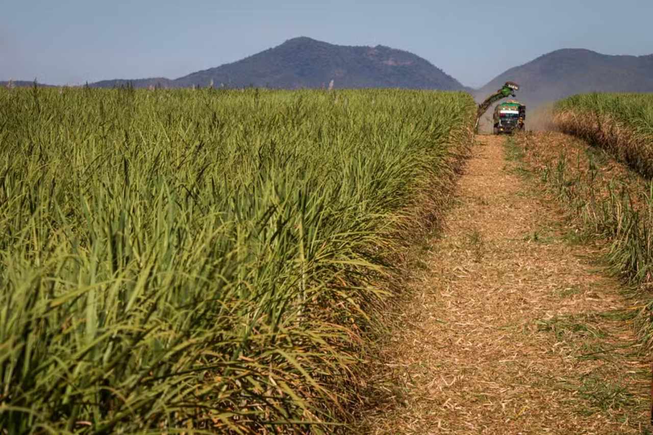 Approval of carbon market rules excites sugarcane producers