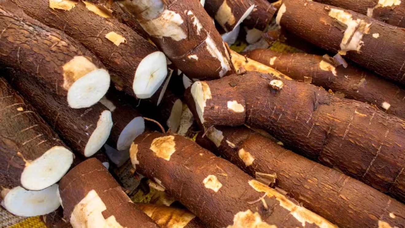 Why is Cassava Getting More Expensive?