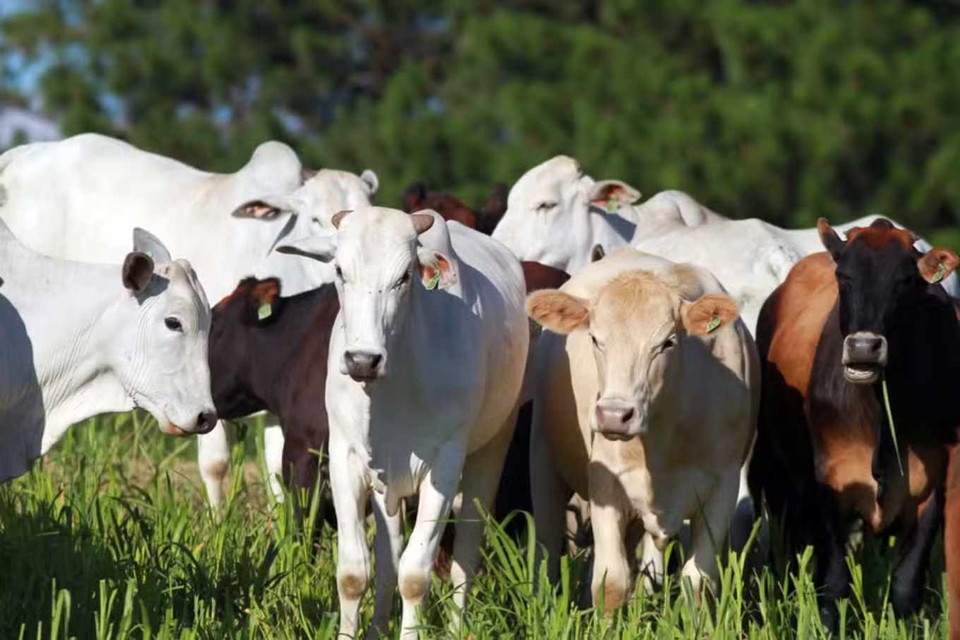 Cattle Breeds: An Overview of the Main Breeds for Farming