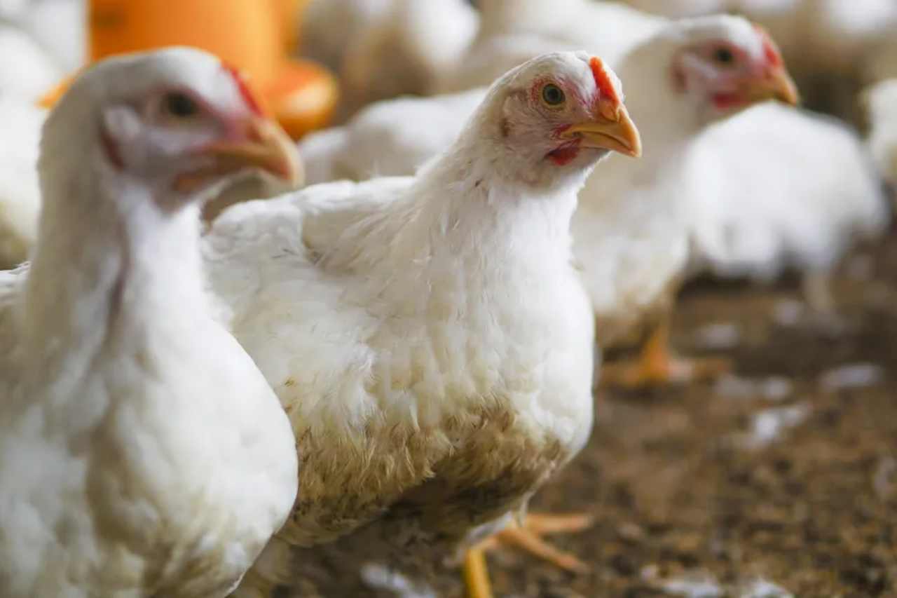 Chicken Prices Rise for the Third Consecutive Month in Sao Paulo