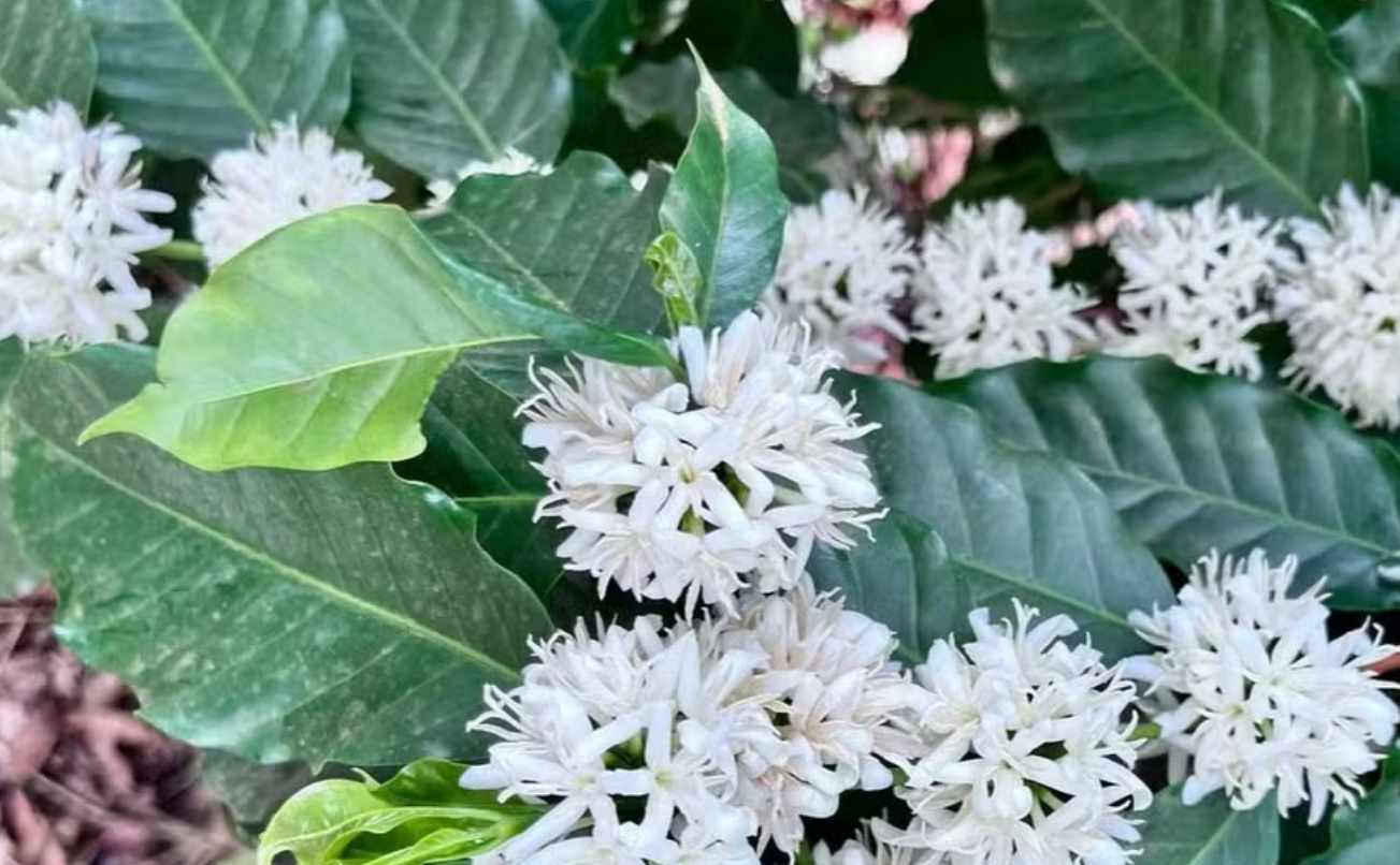 Coffee Plants Begin Blooming After Rain in Producing Regions