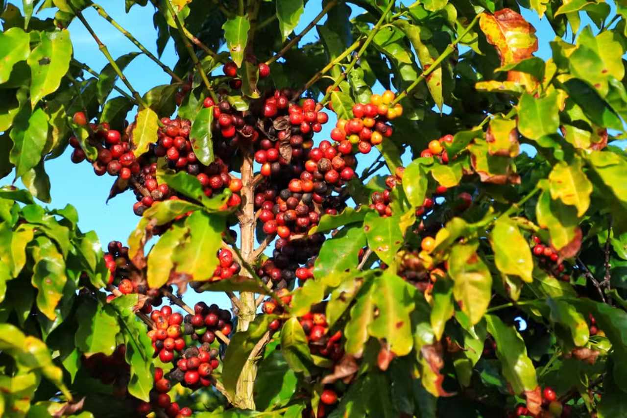 Brazil Gross Coffee Revenue Increases by Over 41% in 2024