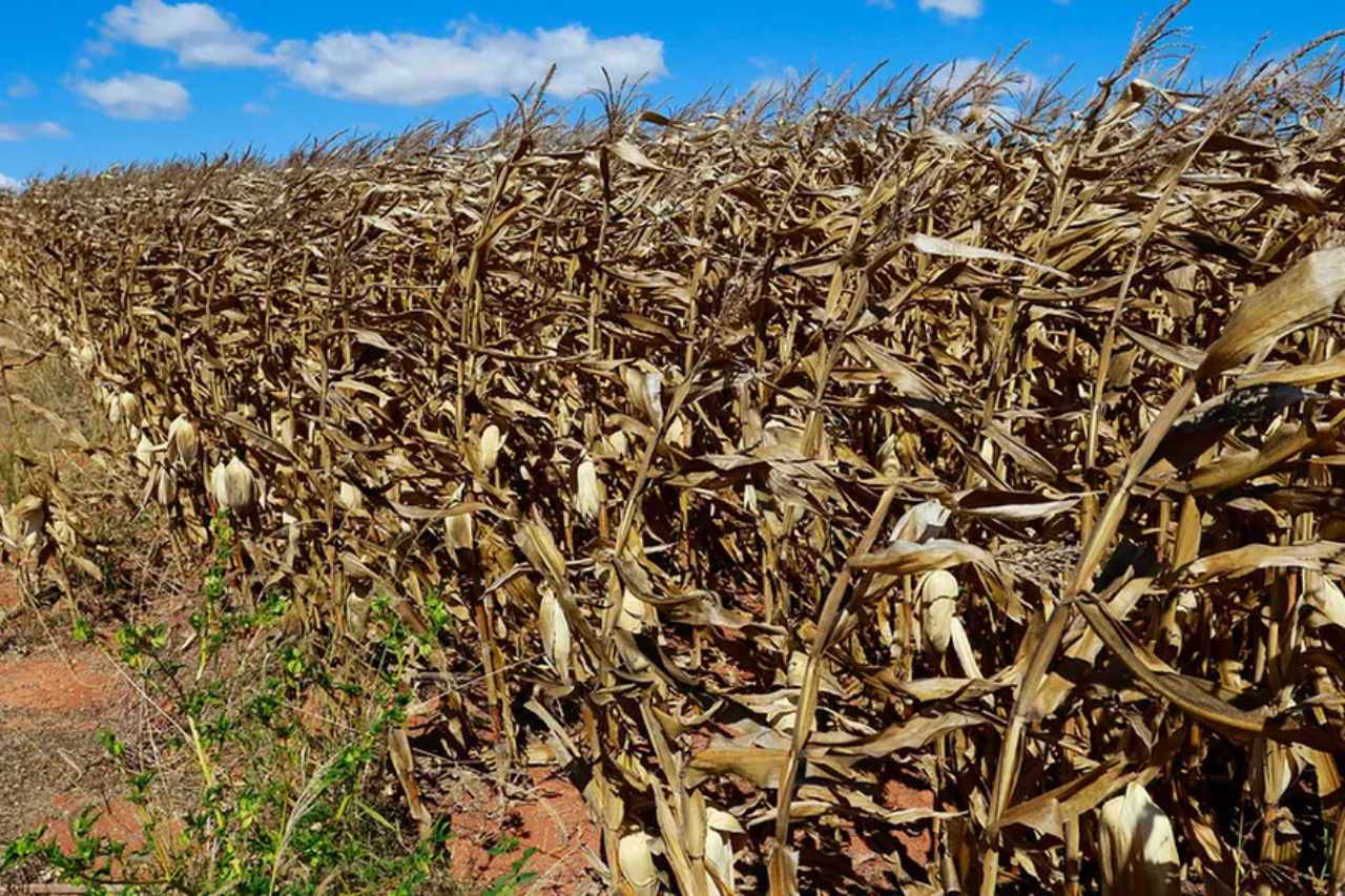 Mato Grosso Risks Missing the Ideal Window for Corn Planting