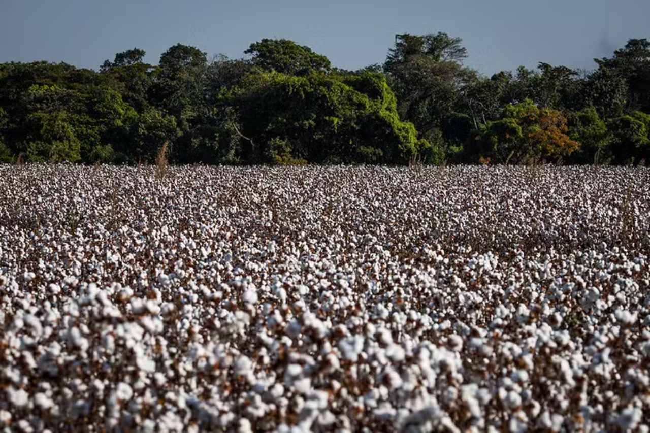 Brazilian Cotton Production Projected to Reach 3.89 Million Tons in 2024/25