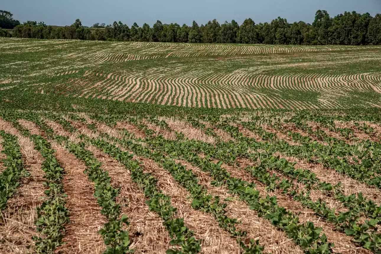 Soybean Planting Reaches Half of Expected Area for 2024/25 in Rio Grande do Sul