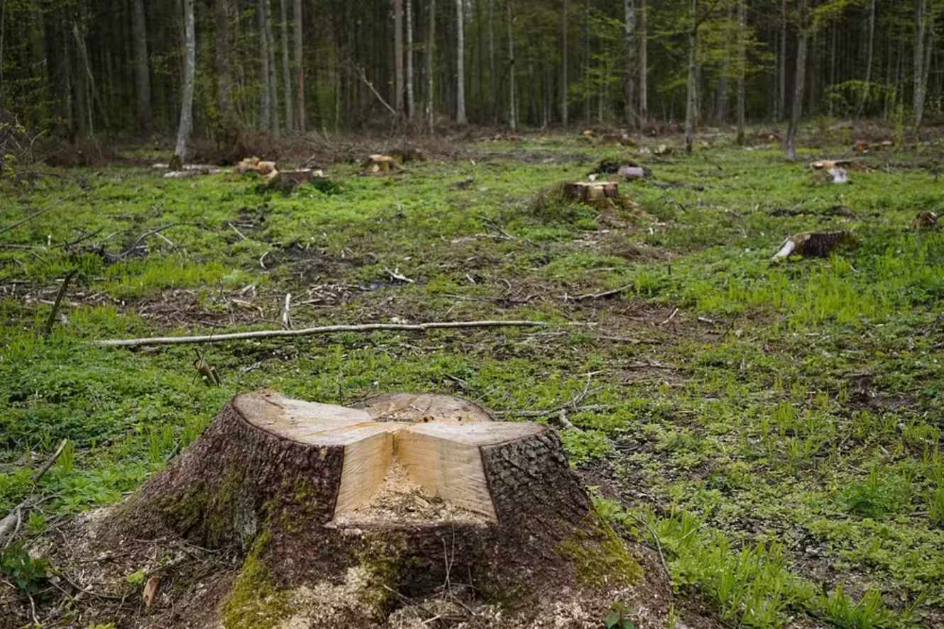 European Parliament Decides to Delay Anti-Deforestation Law for One Year