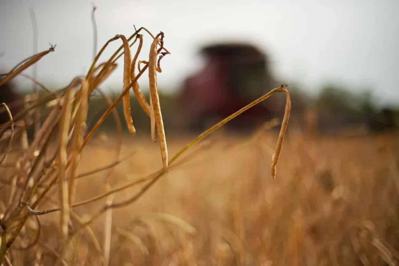 Excessive Rainfall Threatens São Paulo’s Bean Crop