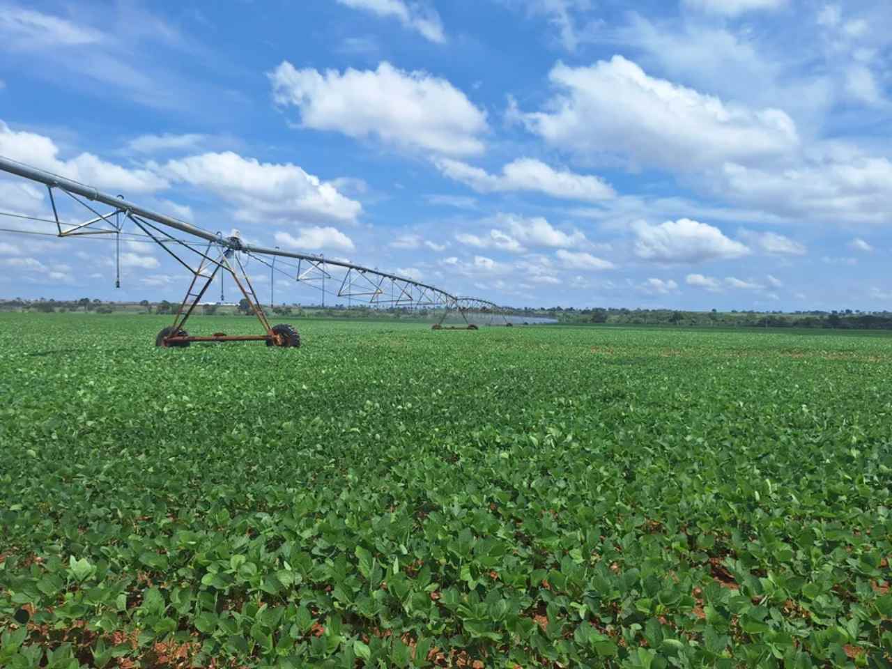 Soybean Producers Must Register Fields in GO After Planting Ends