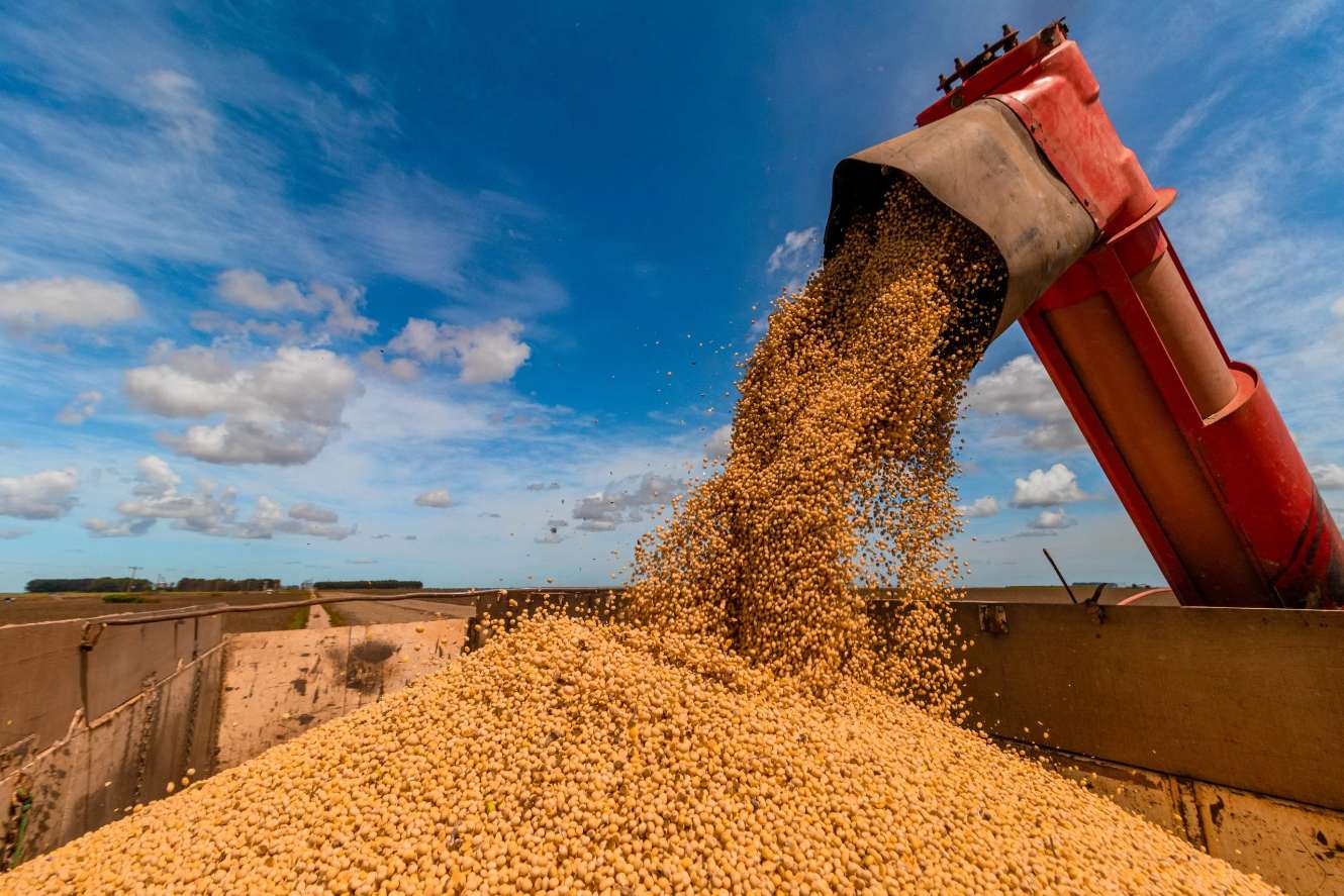 First Estimate for the 2024/25 Grain Harvest Predicts 322.47 Million Tons