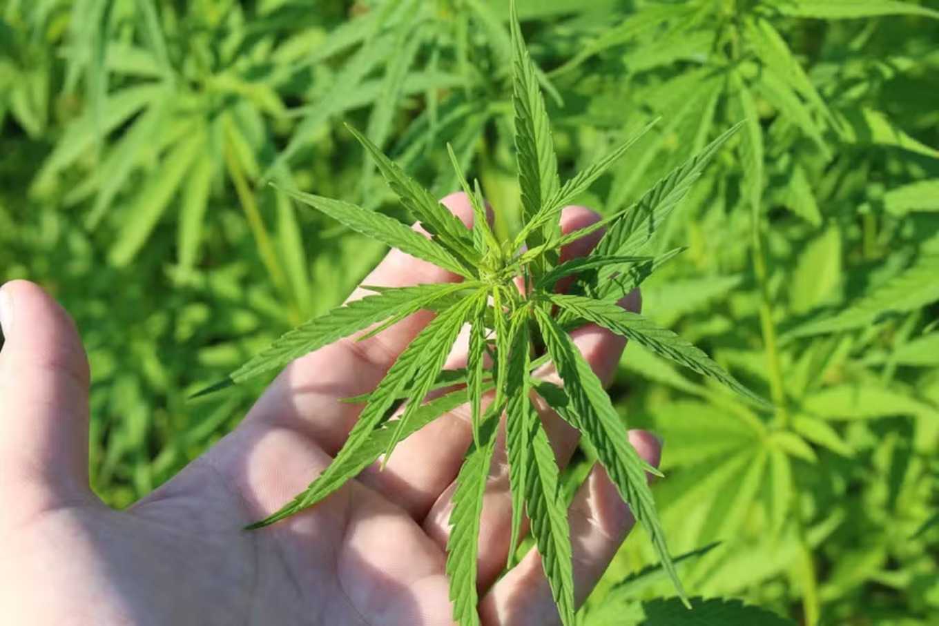 Government Prepares Support Document for Hemp Cultivation